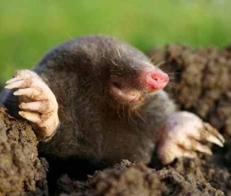 Drought Causes Moles and Voles to Get the Worm!
