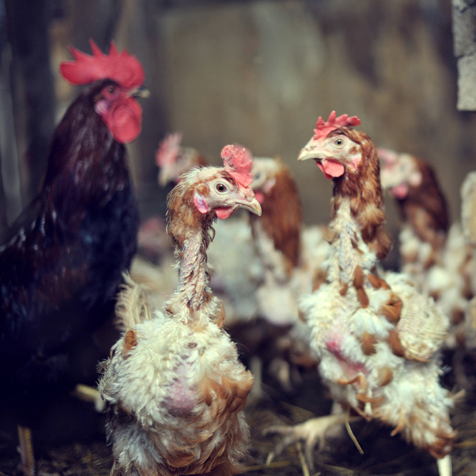 Why Molting Chickens Need Mealworms