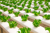 Why Every Indoor Grower Should Consider Hydroponics 