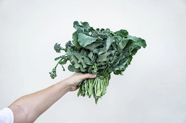 Plants That Thrive With Hydroponic Setups