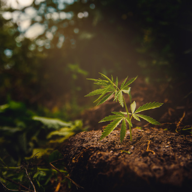 The Best Strain for Rookie Growers