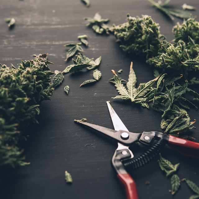 All About Trimming Hemp