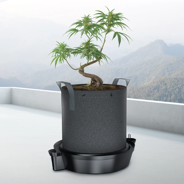 Common Problems Indoor Growers Face 