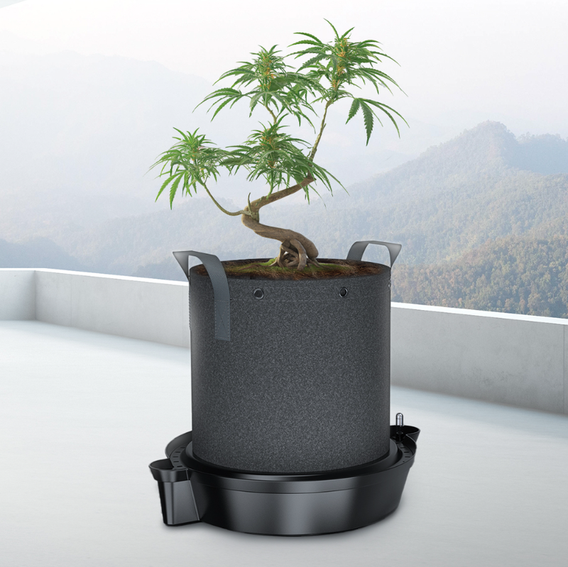 Common Problems Indoor Growers Face 