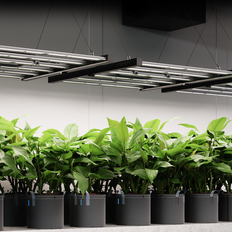 How Next-Gen EVO LED Lighting Boosts Plant Growth