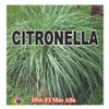 Aceite Citronela - Spiritual Oil