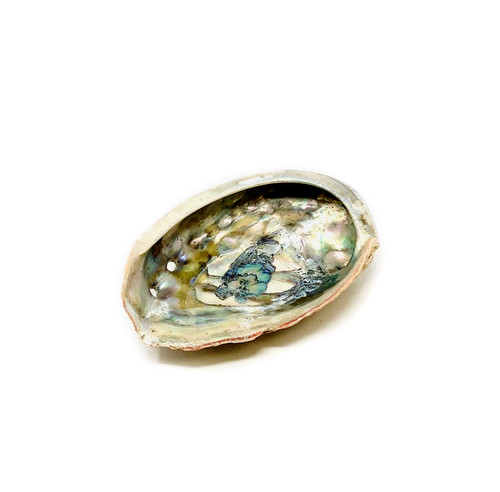 Abalone Shells (3''-4'')