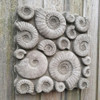 Stone Cast Fossil Design Plaque 