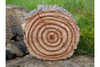  Hedgehogs In Log Home Accessory Garden Ornament 