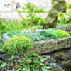 Herb Garden Planter Trough