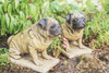 Pair of Full Size Sitting Pugs Stone Statues