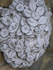 Stone Cast Large Female Leaf Wall Plaque