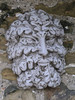 Stone Cast Large Leaf Male Wall Plaque