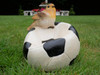Robin sitting on a ball bird feeder