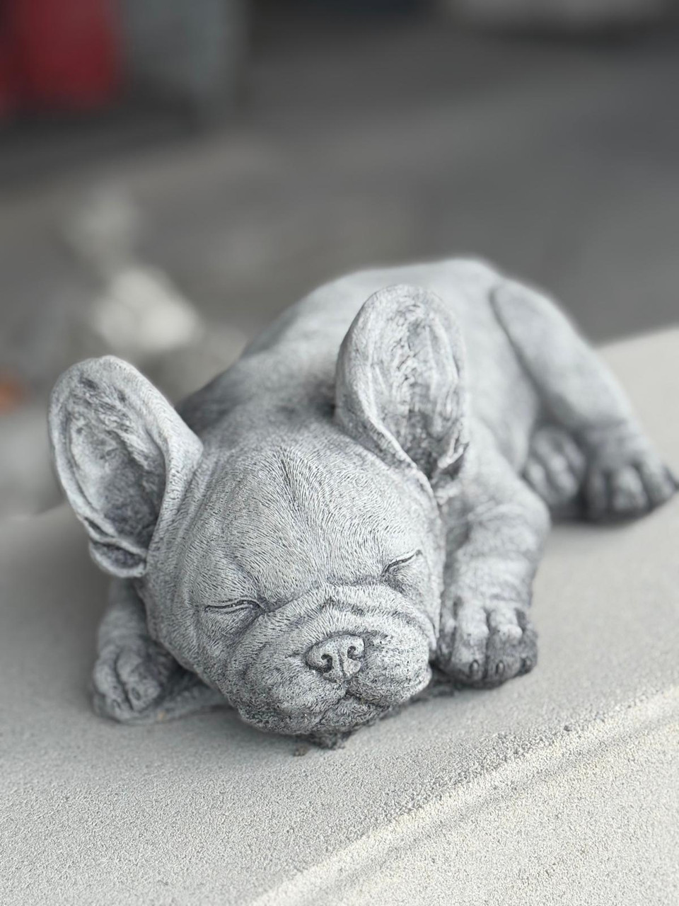 Small Laying Frenchy