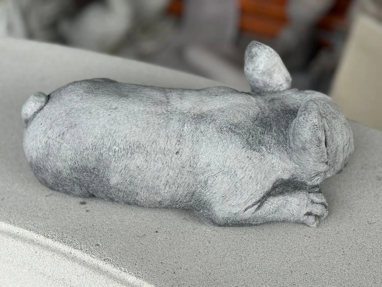 Small Laying Frenchy 