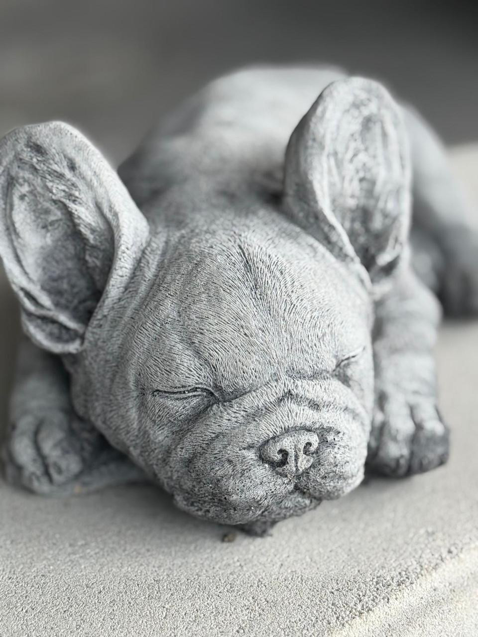 Small Laying Frenchy 