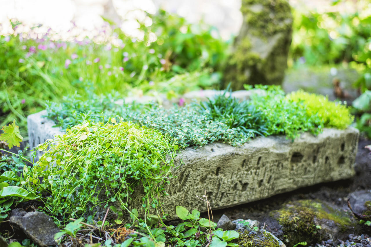 Herb Garden Planter Trough