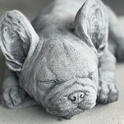Small Laying Frenchy 