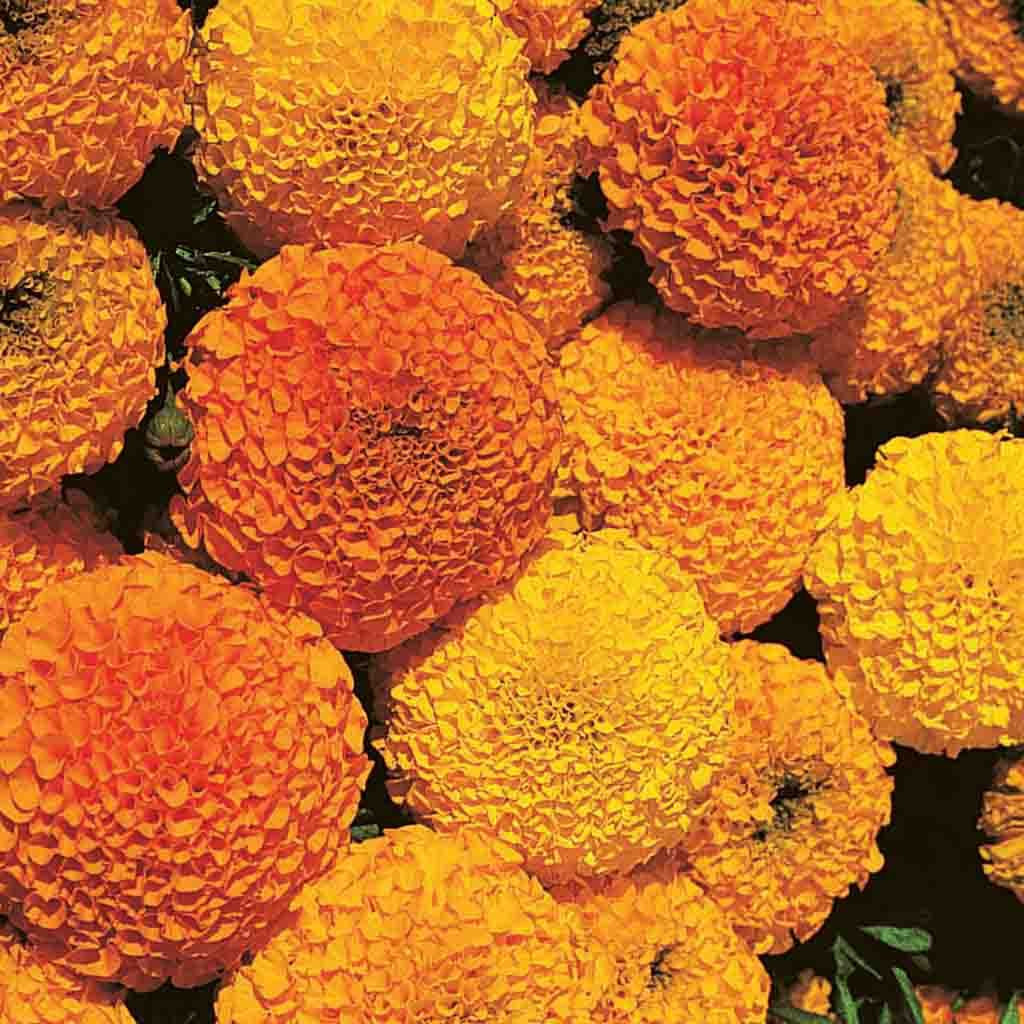 Marigold Crackerjack Mixed Colors Surry General Store