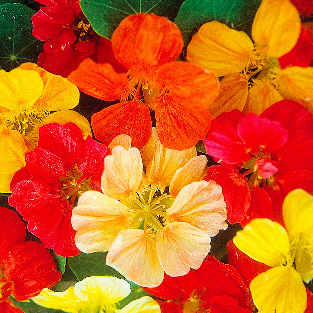 Nasturtium Jewel Mixed Colors Surry General Store