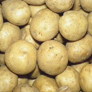 Potato- Superior Seed Potato- 1 Lb