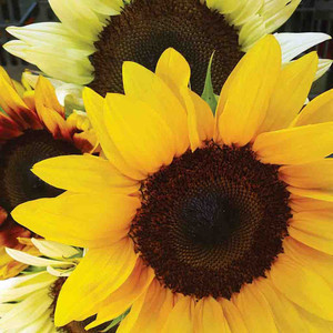 Sunflower - Mixed Colors