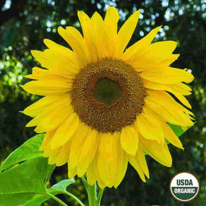 Sunflower - Mammoth- Organic