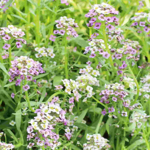 Alyssum - Pastel Carpet