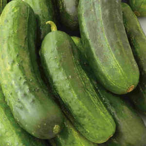 Cucumber - National Pickling- 100% Organic