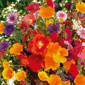 Cutflower Mix