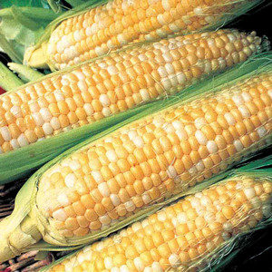 Sweet Corn - Silver N Gold Hybrid