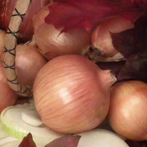 Onion - Sweet Spanish Yellow Utah Jumbo- 100% Organic