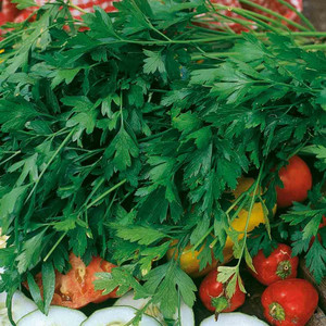 Parsley - Italian