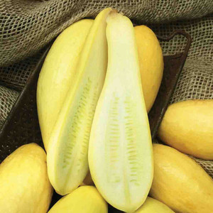 Squash - Early Prolific Straightneck- 100% Organic