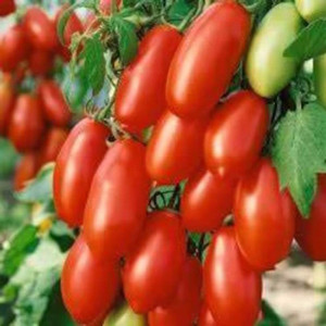 Tomato- An Marzano- 100% Organic Seeds