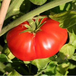 Tomato- Beefsteak- 100% Organic Seeds