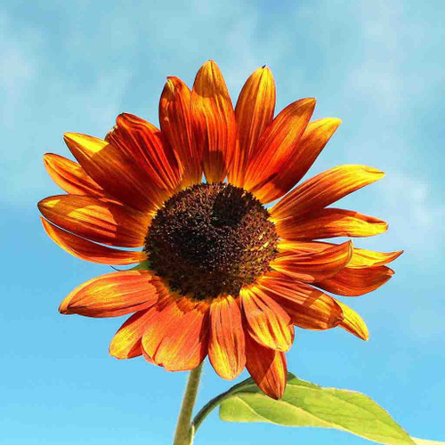 Sunflower - Velvet Queen