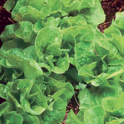 Lettuce - Bibb- 100% Organic