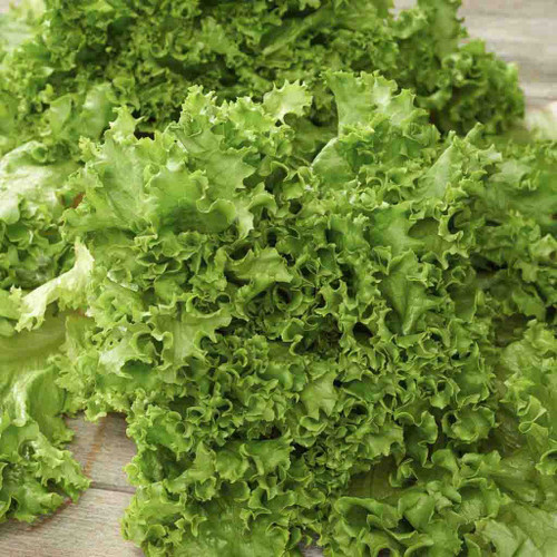 Lettuce - Green Salad Bowl- 100% Organic
