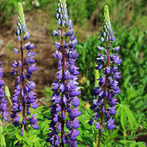 Lupine - Russell's Hybrid Mixed Colors