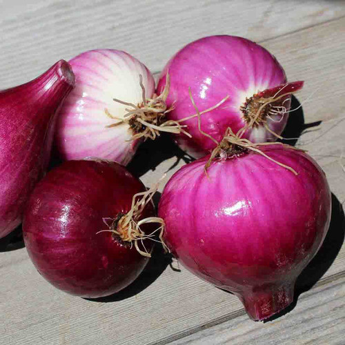 Onion - Red Burgundy