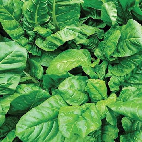 Spinach- Butterflay- 100% Organic Seeds