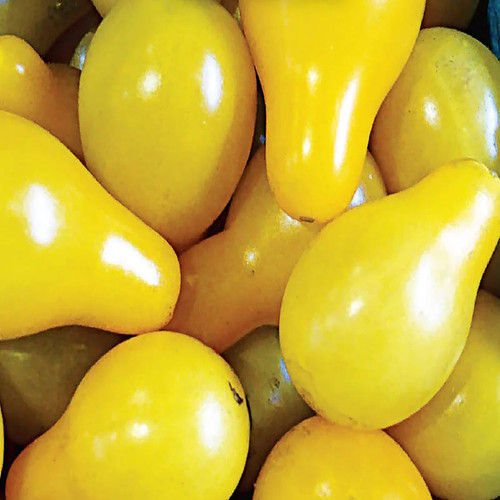 Tomato - Yellow Pear- 100% Organic