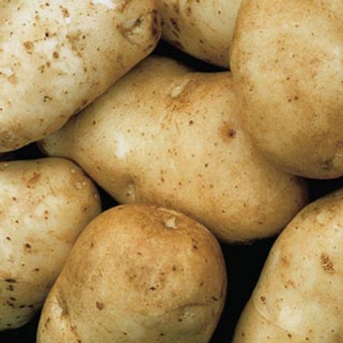 Potato- Kennebec Seed Potato- 1 Lb 1-1/2" - 2-1/8" Size