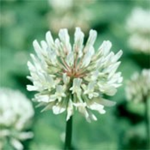 Clover- White Seed- 1 Lb