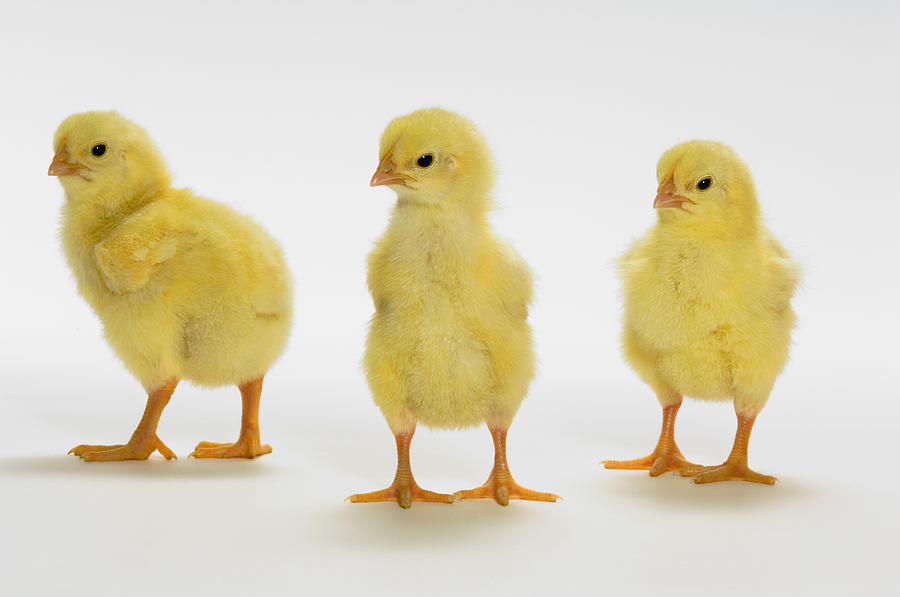 1-yellow-chicks-baby-chickens-thomas-kitchin-victoria-hurst.jpg