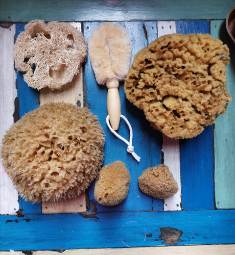 Greece Nature Sea Sponge 