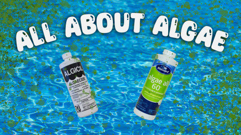 All About Algae