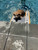 Solstice Inflatable Pup Plank Mini, 33424